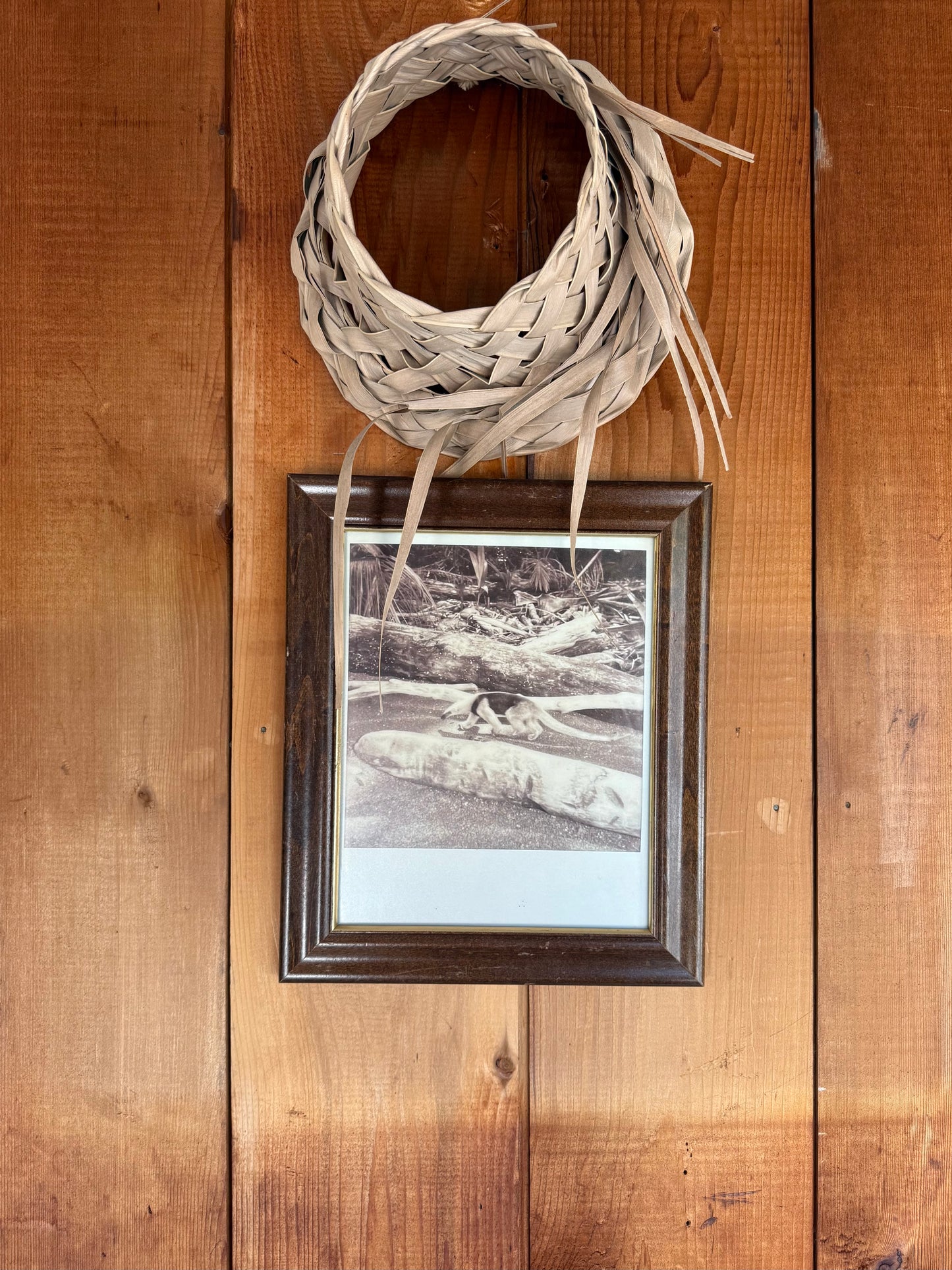 ANTEATER  8” x 10” PRINT