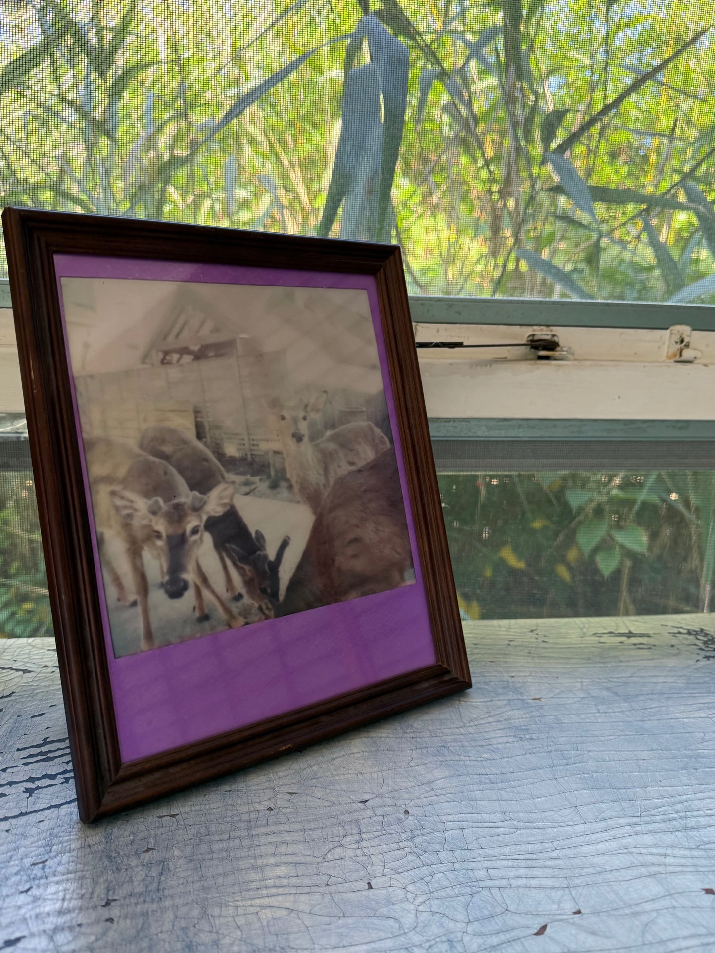 FIRE ISLAND DEER 8” x 10” PRINT