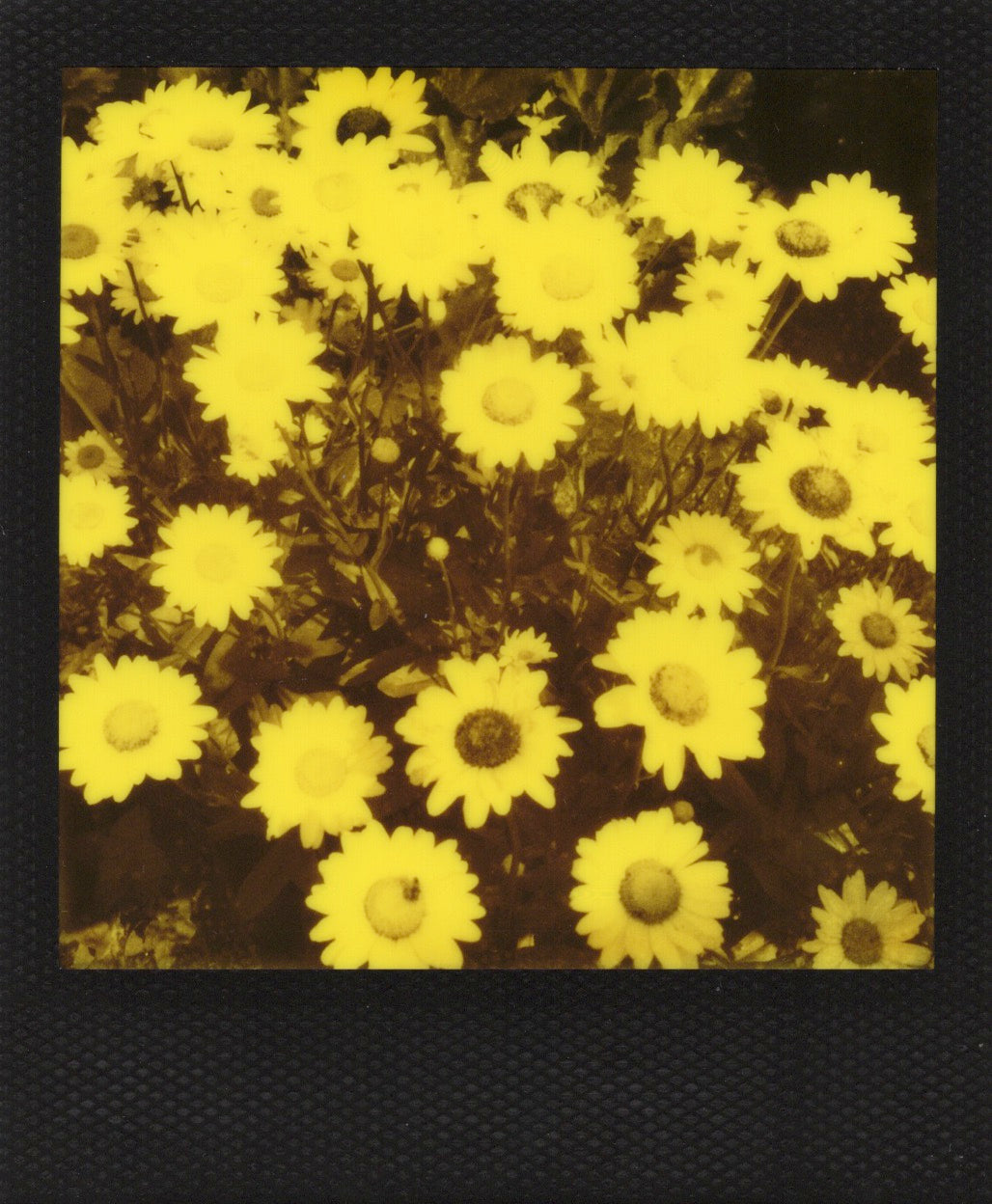 MONTAUK DAISY IN YELLOW (framed original polaroid)