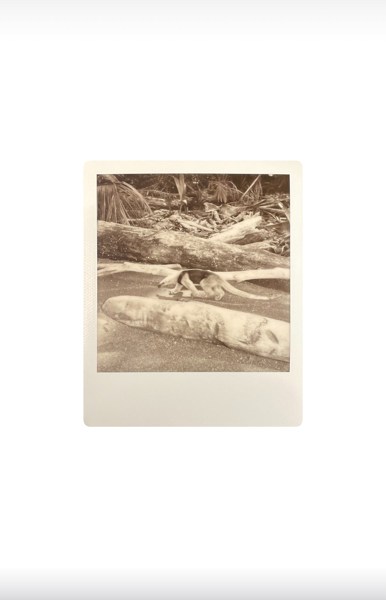 ANTEATER  8” x 10” PRINT