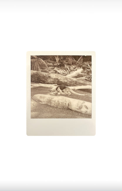 ANTEATER  8” x 10” PRINT