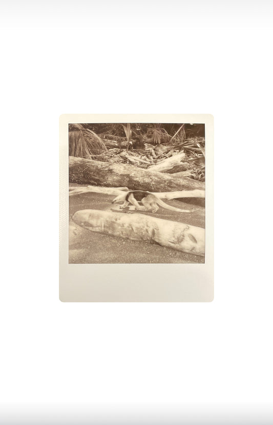 ANTEATER  8” x 10” PRINT