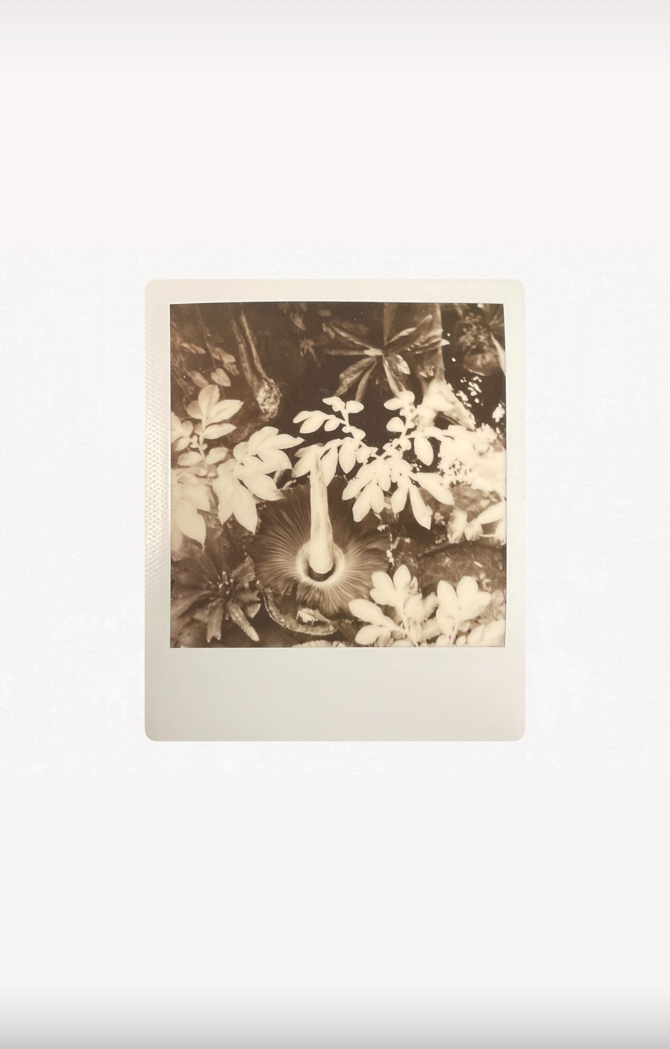 AMORPHOPHALLUS TITANUM 8”x10” PRINT