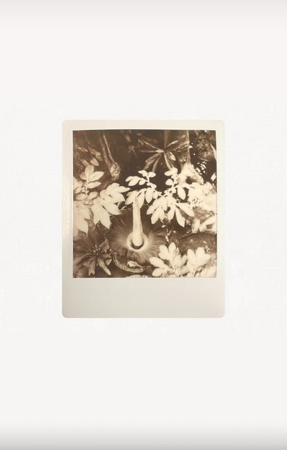 AMORPHOPHALLUS TITANUM 8”x10” PRINT