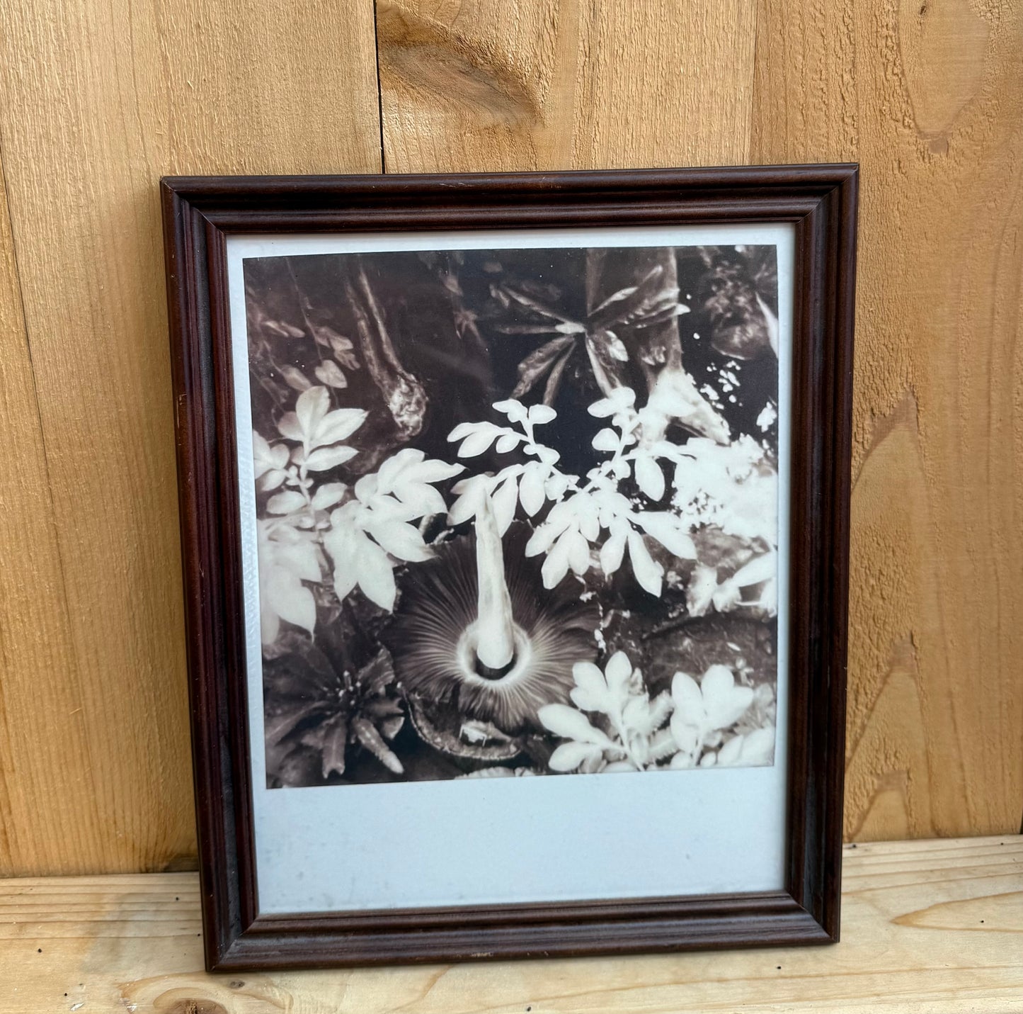 AMORPHOPHALLUS TITANUM 8”x10” PRINT