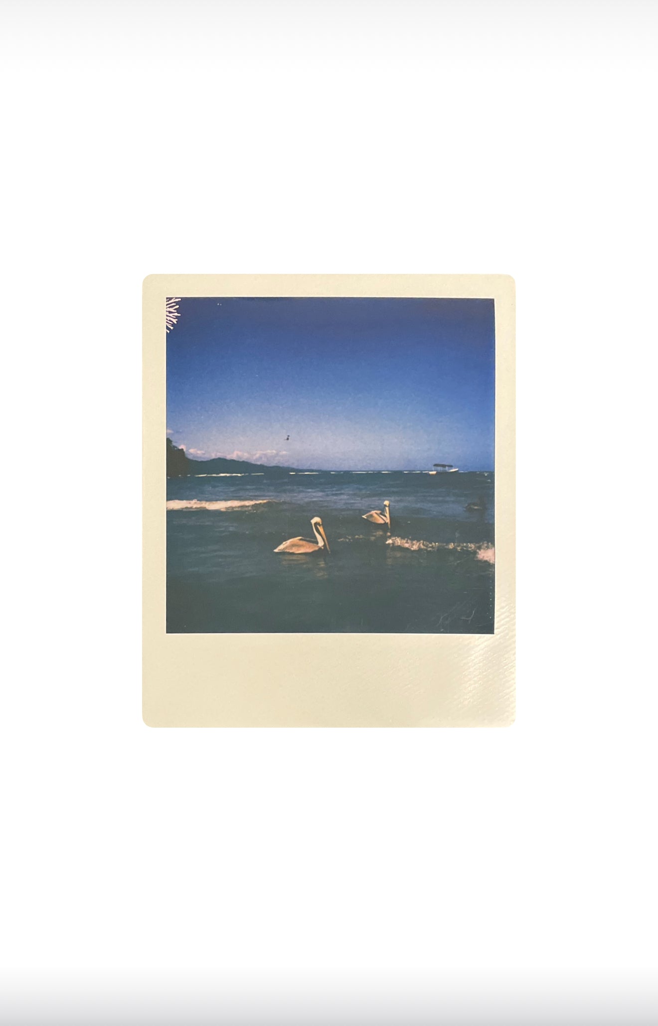 EL PELÍCANO 8”x10” print