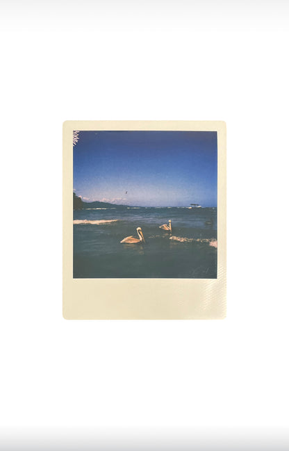 EL PELÍCANO 8”x10” print