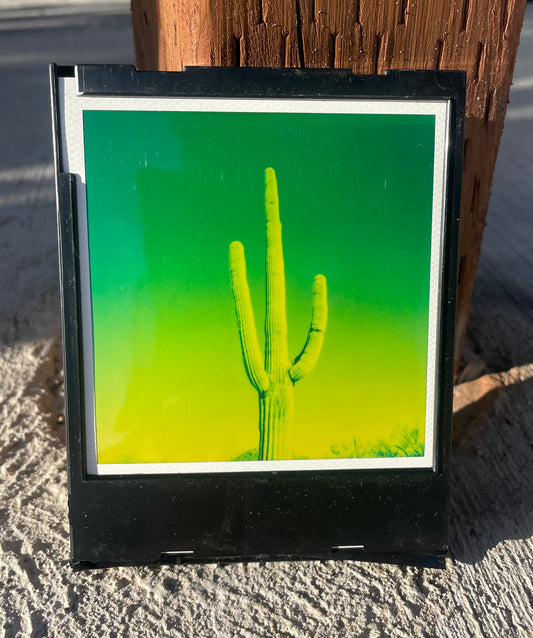 SAGUARO EN GREEN. 001