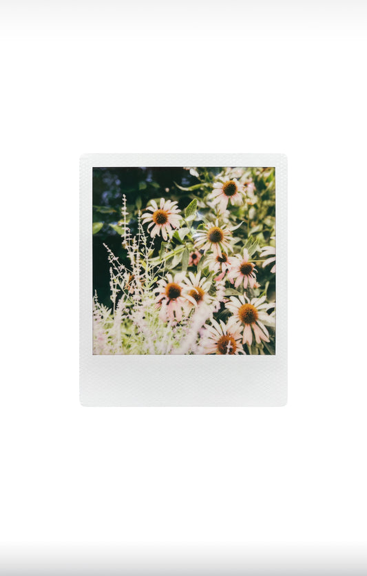 CATSKILLS WILDFLOWERS 8”x10” PRINT