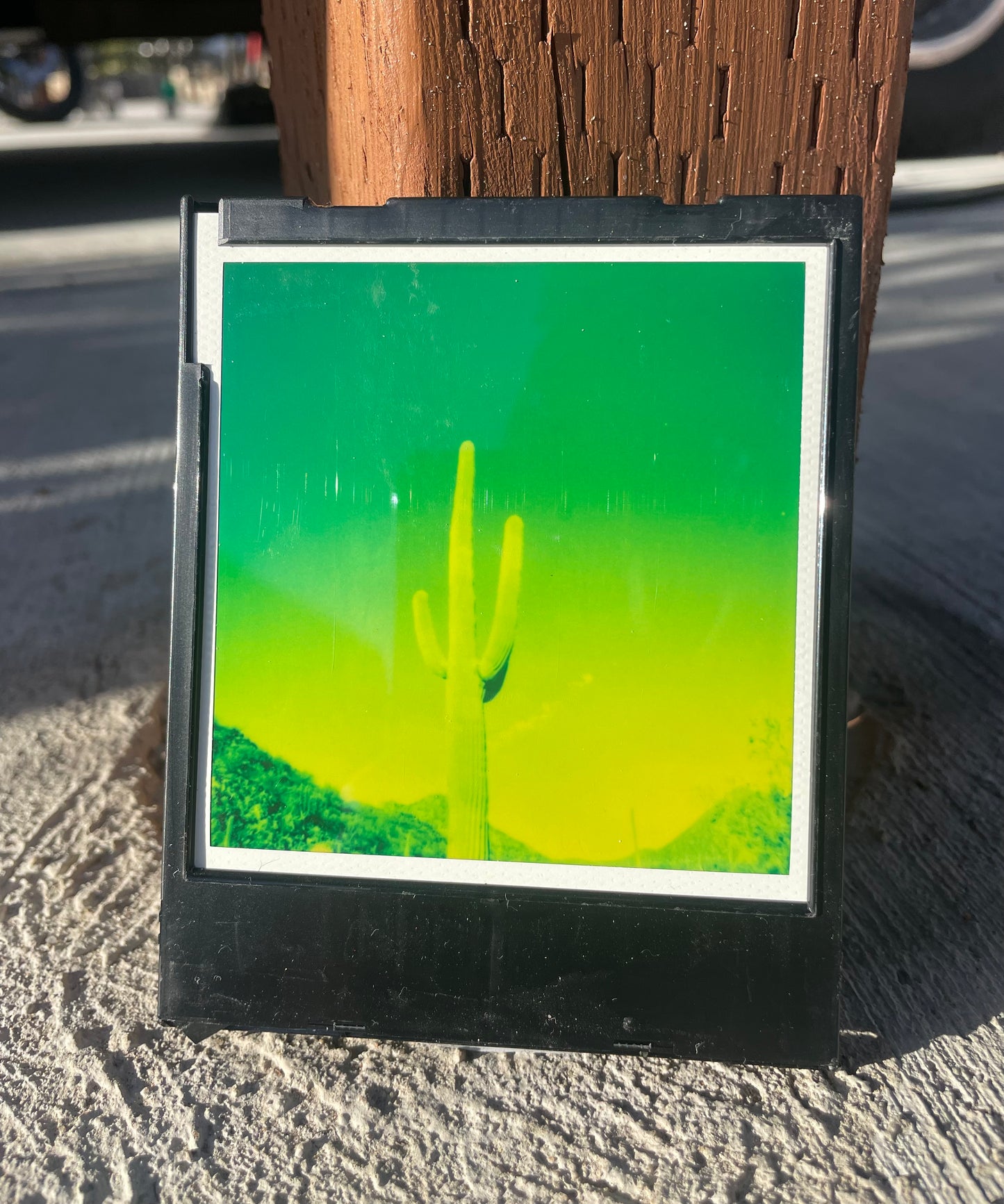 SAGUARO EN GREEN. 002