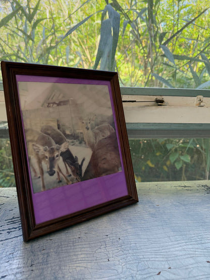 FIRE ISLAND DEER 8” x 10” PRINT
